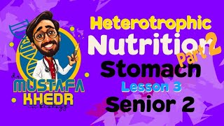 Biology  heterotrophic nutrition  part 2  stomach [upl. by Cl]