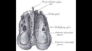 The Cribriform Plate [upl. by Aliehc]