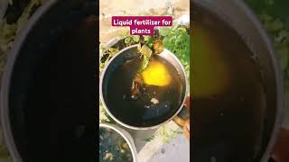 Liquid fertilizer for plants gardening plants flowers youtube shortsvideo [upl. by Ajnot]