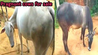 Hallikar working cowsbull for sale farmer Madhu ಚಿನಗ kora hobli Tumkur taluk tumkur district [upl. by Rosenblast167]