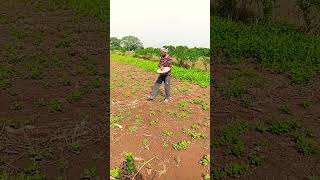 palli chenu ki mandu challadam frends farming [upl. by Adnoraj]