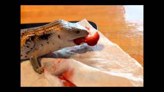 Blue Tongue Skink Strawberry Massacre [upl. by Nyrak]