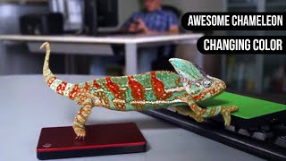 Chameleon Changing Color  Animals are Awesome [upl. by Whitcher410]