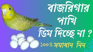 বাজরিগার পাখির ডিম না পাড়ার কারণ ও সমাধান । বাজরিগার পাখি পালন । Adventure With Bayzid [upl. by Notak]