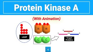 Protein Kinase A with animation [upl. by Mylo]