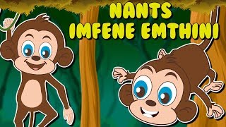 Nants’ imfene emthini  isiZulu Nursery Rhymes  Monkey on the Tree Zulu Baby Song [upl. by Kcirdez]