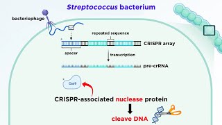 CRISPRCas9 Genome Editing Technology [upl. by Aivle673]