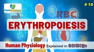 Ep10  RBC  Erythropoiesis  Malayalam [upl. by Immij]