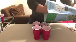 Grow lettuce indoors using solo cups in my home office [upl. by Latty]