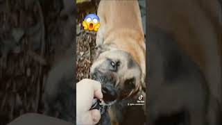 Killer dog entertainment germanshepherd contentcreator shortvideo [upl. by Lovering]