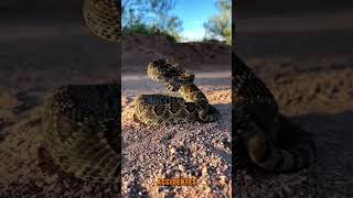 Cascabel del Altiplano Crotalus scutulatus biologia zoologia reptiles [upl. by Lilla]