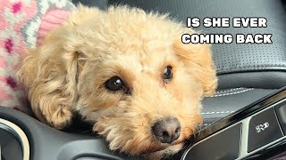 Sad Toy Poodle Gets Upset As Dog Mom Leaves Her [upl. by Erdnoid]