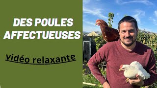 Prendre soin de ses poules  un moment de complicité au poulailler [upl. by Brianna636]