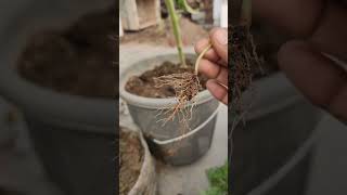 Removing phyllanthas niruri from My GardenA StepbyStep Guide short ytshorts viral shorts [upl. by Shaylah]