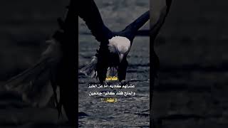 كانت عشرتهم كاذبه 🍂🖤 [upl. by Heall]