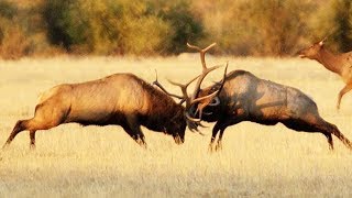 Combat de wapitis impressionnant  ZAPPING SAUVAGE [upl. by Laeynad]