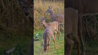 Whitetailed deer extra cautious [upl. by Karlotta]