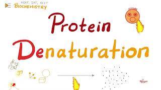 Denaturation of Proteins  Biochemistry 🧪 [upl. by Crystal]