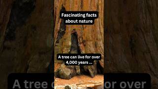 This Tree Has Lived for 4000 Years – Amazing X Nature fact nature tree [upl. by Dominus]