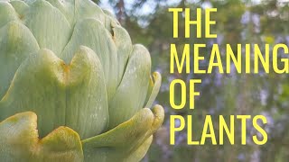 Globe Artichoke  The Meaning of Plants [upl. by Mehcanem]