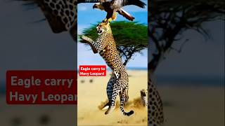 quotEAGLE CARRY TO LEOPARD AMAZING VIEWquot😍 youtubeshorts shortvideo viralvideo [upl. by Artek761]