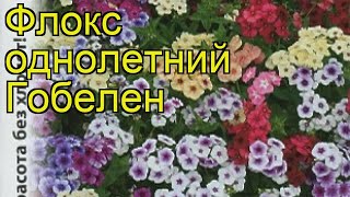 Флокс обыкновенный Гобелен Краткий обзор описание характеристик phlox drummondii [upl. by Eiramit]