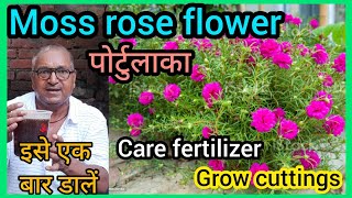 Portulaca Plant Care। How to Grow Portulaca from Cutting। [upl. by Nattie]