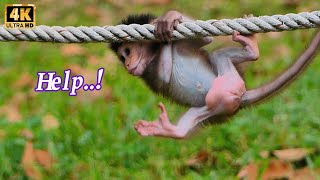 Top Viral of Cutie Devi Really Action with Rope Till Fall into Grass  MONKEY Jenifer [upl. by Keyek]