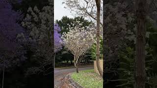 White jacaranda Jacaranda mimosifolia alba [upl. by Lomax]