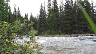 Brazeau Lake emptying into River [upl. by Yelwah]