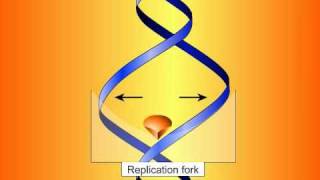 Fluoroquinolones Mechanisms of Action and Resistance [upl. by Fortuna]