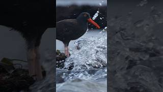 I’ve seen black oystercatchers take some splashes before but never really ride out a flow of water [upl. by Virgel]