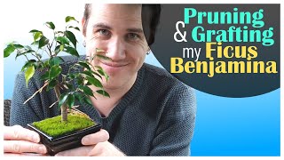 Pruning amp Grafting my Ficus Benjamina Bonsai  November 2023 [upl. by Israeli]