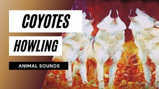 Coyotes Start Howling  coyote howling at night Coyote noises sounds and call [upl. by Ihsar657]