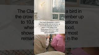 The Astounding Memory of the Clarks Nutcracker [upl. by Guinna301]