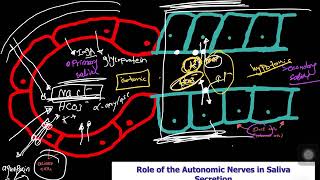 Secretion and Control of saliva secretion شرح بالعربي [upl. by Sucramrej]