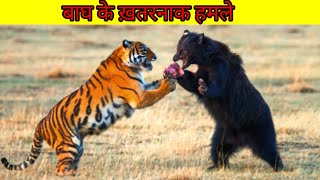 TIGER HUNTING ATTACK  BAAGH KE KHATARNAK HAMLE [upl. by Aitekram]