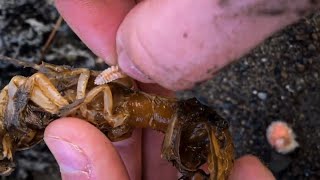 Removing Pulsating Parasites from Shrimp shorts [upl. by Nylarahs]