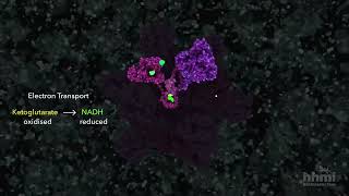 Citric Acid Cycle  HHMI BioInteractive Video [upl. by Nnomae]