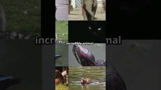 5 Incredible Animal Secrets You Didnt Know [upl. by Eledoya]