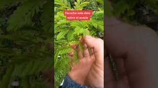 Un dato muy raro del árbol de acacia 🌿 arboles nature parati plantas plants viral shorts [upl. by Polish]