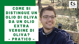 OLIO NUOVO 20222023 10 Cose che DEVI Sapere PRIMA di Acquistare un Buon Olio Extravergine dOliva [upl. by Ire]