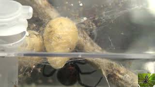 Black Widow Spider Egg Sac Hatched Latrodectus Hesperus [upl. by Kimberlee226]