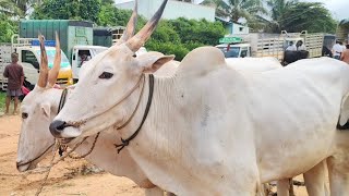 Kundarapalli Friday market Krishnagiri district [upl. by Elise]