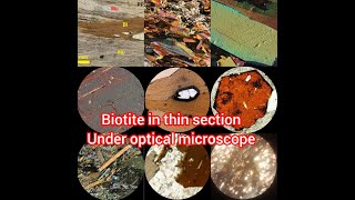 identification of biotite mineral in thin section under optical microscope petrography biotite [upl. by Kelvin502]