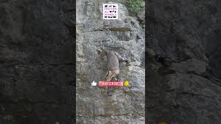 Epic Mountain Goat Climb Gone Wrong Daring Descent Down the Cliff [upl. by Cecily446]