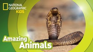 Cobra 🐍  Amazing Animals [upl. by Gallagher630]