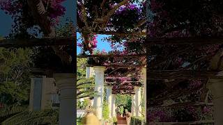 VERY BEAUTIFUL COURTYARDS OF THE HOUSES OF THE ISLAND OF CAPRI capriwalkingtour [upl. by Itsud]