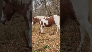 My horse Trophy by the woods shorts horse pets animals [upl. by Toille36]