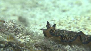 Persian Carpet Flatworm [upl. by Nedrud]